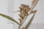 Lined sedge